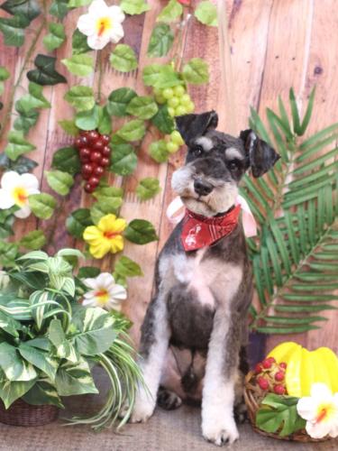 20230811ココくん